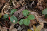 Eastern teaberry <BR>Wintergreen